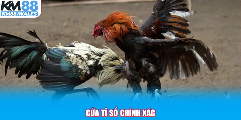 Cửa tỉ số chính xác