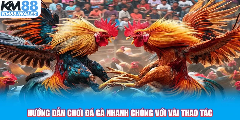 Hướng dẫn chơi đá gà nhanh chóng với vài thao tác